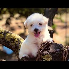 Tea Cup Beyaz Terrier Yavrumuz 231733 Bikopek Com