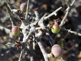 Image result for Commiphora kua