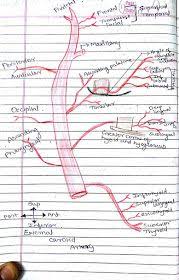 The left subclavian artery approach directly off the arch of the aorta, while on the. Medicowesome External Carotid Artery Branches Mnemonic Carotid Artery Arteries Mnemonics