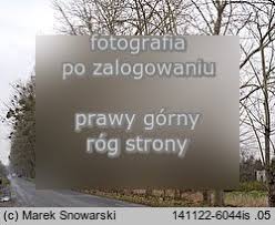 Ostatnia topola o której chcę wam wspomnieć to topola maksymowicza. Topole Balsamiczne Mieszance Populus Maximowiczii