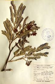 Image result for Albizia odoratissima