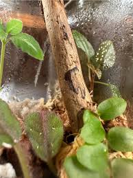Image result for Nesaea sarcophylla