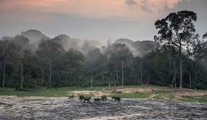 Image result for Plumbago ituriensis