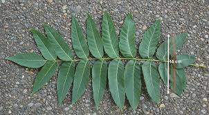 Image result for Juglans