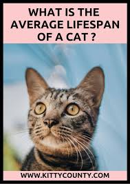 Lifespan Of A Cat An Insight Into Cat Average Life Span In 2020 Cats Feral Cats Cat Facts