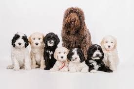 Browse the user profile and get inspired. Meet The Barbet Dog Breed American Kennel Club