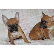Join millions of people using oodle to find puppies for adoption, dog and puppy listings, and other pets adoption. Fbgz Brindle Male French Bulldog Puppy For Sale In Chicago Illinois Classified Americanlisted Com