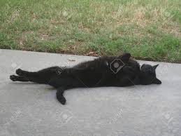 Free and premium stock images of cats.we have thousands of royalty free stock images for instant download. Big Black Cat Playing Dead On The Cement With Legs Stretched Stock Photo Picture And Royalty Free Image Image 117807817