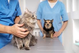 Pet care 3