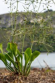 Image result for Alismataceae