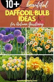 10 Daffodil Bulb Ideas For Autumn Gardening Farmfoodfamily Daffodil Bulbs Planting Daffodil Bulbs Fall Bulb Planting