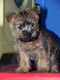 Benannand Cairn Terriers Terrier Puppies Cairn Terrier Puppies Cairn Terrier