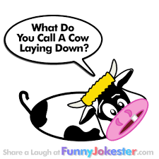 See more ideas about jokes, cows funny, bones funny. Cow Joke New Funny Farm Joke