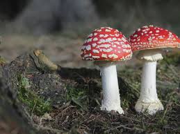 We did not find results for: Varieta Di Funghi Velenosi Paginemediche