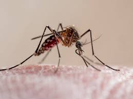 Image result for Dengue