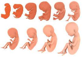 Fetus Growth And Developmental Milestones Lovetoknow