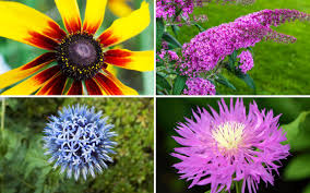 Maybe you would like to learn more about one of these? 20 Flowers That Will Attract Butterflies To Your Garden Garden Lovers Club