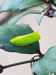 Image result for Halleria elliptica