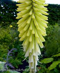 Image result for Kniphofia grantii