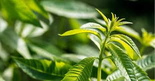 We did not find results for: The Complete Guide To Growing And Using Lemon Verbena The Dallas Garden School
