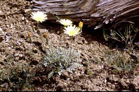 Image result for Anisosepalum