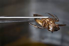 Bugs The Food That Can Feed And Maybe Save The Planet Cnn