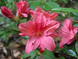 Azaleas Prefer High Shade Some Will Do Well In Full Sun They Do Not Like Wet Feet Good Drainage Important But Azalea Flower Flower Essences Azaleas Care