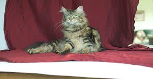 How much does a maine coon cat cost? Maine Coon Kittens For Sale Maine Coon Nz Maine Coon Breeders South Auckland