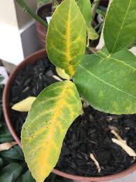 Reticulata) are perhaps the easiest to grow in our area. Advice Needed My Meyer Lemon Tree Is Yellowing And I M Not Sure What To Do I Ve Tried Everything From Epsom Salts To Citrus Fertilizer To Coffee Grounds I Know Cold Weather Isn T Helping