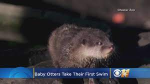 Turn water into a new play space so babies can move and explore freely. Video Cute Baby Otters Take Their First Swim Youtube
