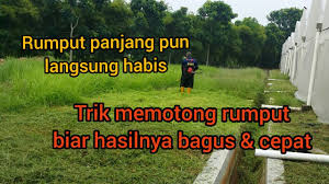 Desainnya ringan sehingga bisa digunakan untuk memangkas rumput mesinnya berkekuatan 6500 rpm sehingga cocok digunakan untuk pemotongan yang lebih cepat. Tki Malaysia Motong Rumput Cara Motong Rumput Biar Hasilnya Cepat Bagus Versi Goss Macul Youtube