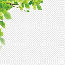 Daun kelor pada tampah dihamparkan dibawah sinar matahari secara langsung pada koordinat 6o33'15,8s 107o45'41,1e. Leaves Border Png Images Pngwing