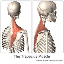 Both the deltoid and the trapezius are firmly attached to the spine of the scapula. The Upper Traps Over Assessed Over Blamed And Very Misunderstood