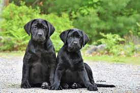 Before arriving in maine, they receive vaccinations and other vet care, they are then transported north for adoption. Woodloch Labrador Retrievers Woodloch Labrador Retrievers