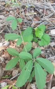 Image result for Cyphostemma subciliatum