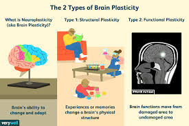 How Experience Changes Brain Plasticity Neuroplasticity Brain Neurons Teaching Biology