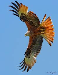 Birds Of Prey Pictures And Names Hawk Is A Common Name For Some Small To Medium Sized Diurnal Birds Of Prey Birds Of Prey Beautiful Birds Pet Birds