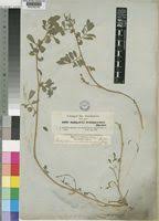 Image result for Indigofera schimperi