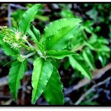 Image result for Croton steenkampianus