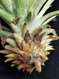 Pineapple (Ananas comosus): Butt rot | Pathogen: Chalara par… | Flickr