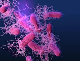 Salmonella bacteria typically live in animal and human intestines and are shed through feces. Salmonella Is Getting Meaner Microbiology