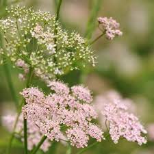 Image result for Pimpinella buchananii