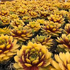 The large, shiny yellow flowers sit right on top of the succulent foliage and have a distinct white eye. Sempervivum Gold Nugget Pp 28284 Sempervivum Gold Nugget Chick Charms Sempervivum Charms Chick Charms Gold Nugget Gold Nugget Chick Charms Hens Chicks Plant Lust
