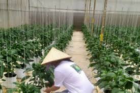 Chứng nhận VietGAP là gì và 5 tiêu chí tiêu biểu mà KAMEREO đã đạt được |  KAMEREO
