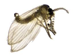 Image result for Psychotria cinerea