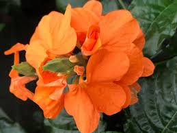 Image result for Crossandra infundibuliformis
