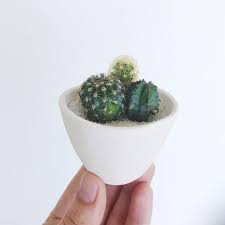 Vinegar can harm carrots when it is poured on carrots as they grow. Micro Cacti Are The New Decor Trend Apartment Therapy