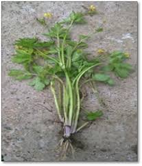 Image result for Sanicula elata