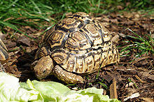 Jetzt auf quoka.de selbst kostenlos inserieren oder regionale angebote finden. Pantherschildkrote Wikipedia