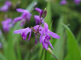 Pin On Real Flowers